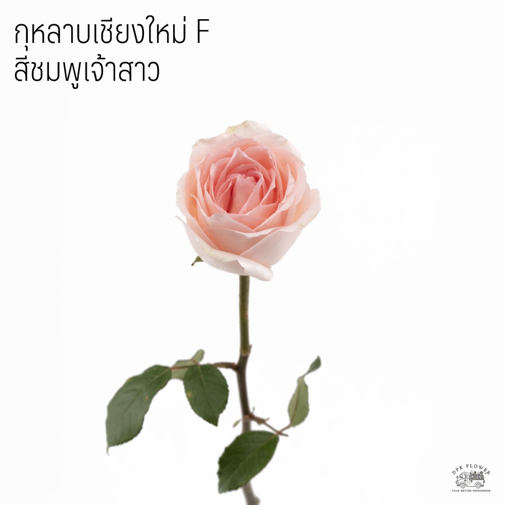 กุหลาบเชียงใหม่ F