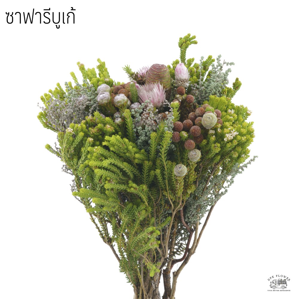 ซาฟารีบูเก้