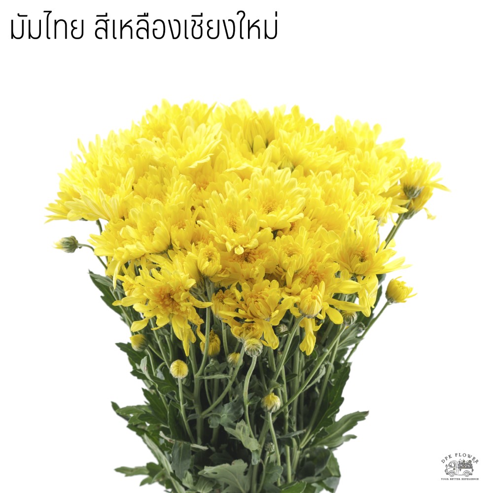 มัมไทย