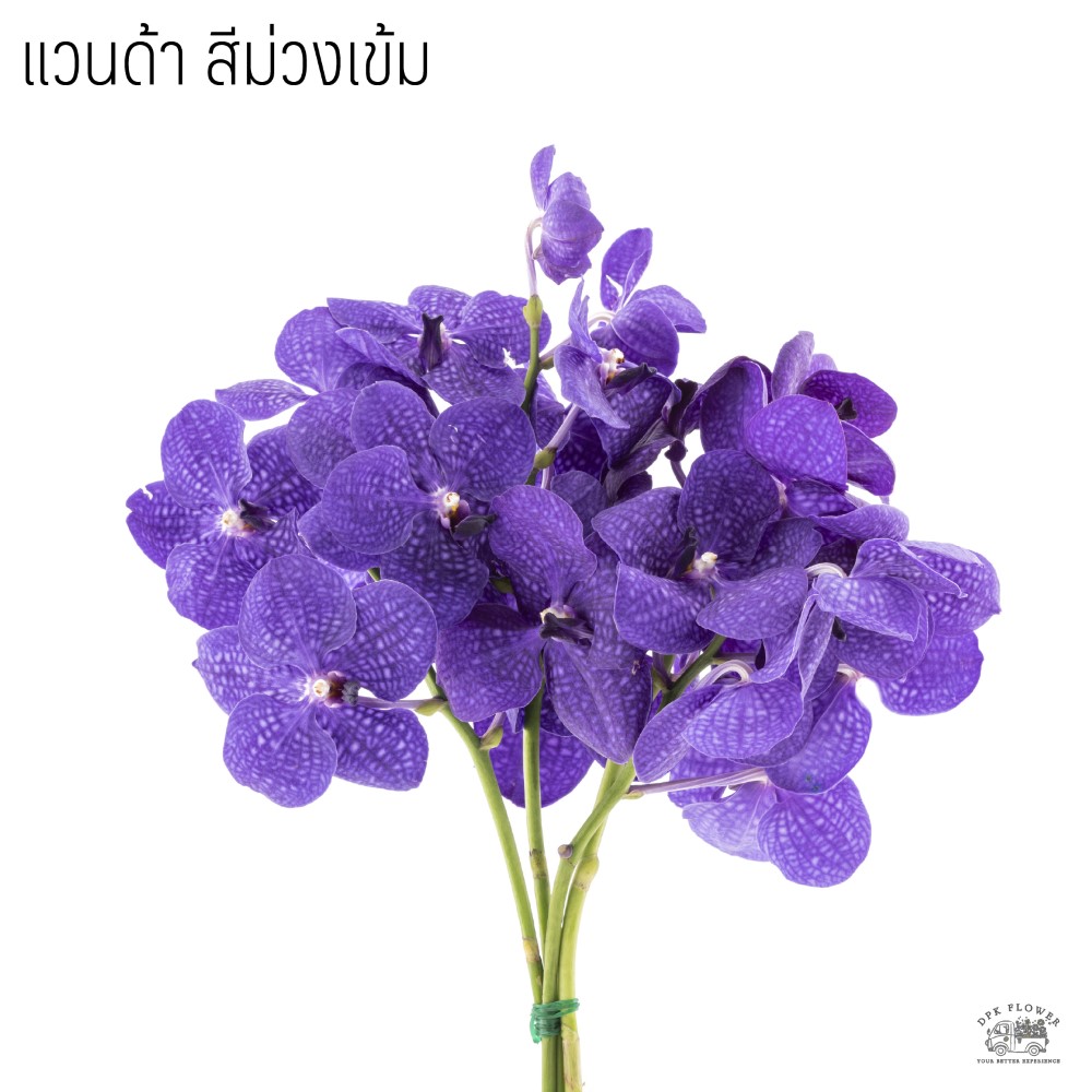 แวนด้า