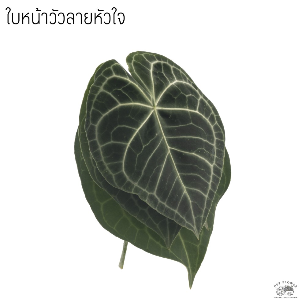 ใบหน้าวัวลายหัวใจ