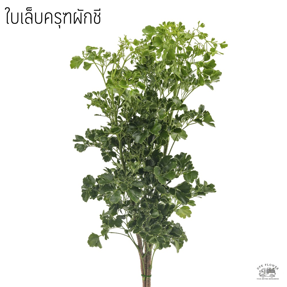 ใบเล็บครุฑผักชี