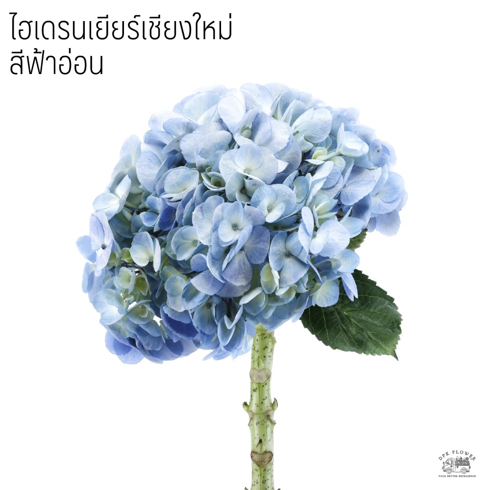 ไฮเดรนเยียร์เชียงใหม่